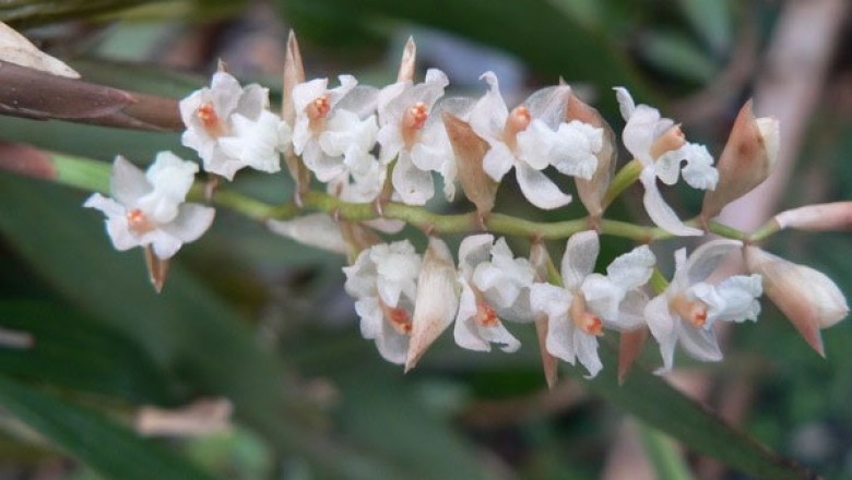 Cây dược liệu cây Thạch tiên đào Vân Nam - Pholidota yunnanensis Rolfe