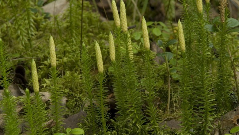 Cây dược liệu cây Thạch tùng nhiều bông, Thạch tùng hai năm, Sam man thạch tùng - Lycopodium annotinum L. (Huperzia chinense (Christ.) Ching, Lycopodium chinense Christ.)