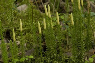 Cây dược liệu cây Thạch tùng nhiều bông, Thạch tùng hai năm, Sam man thạch tùng - Lycopodium annotinum L. (Huperzia chinense (Christ.) Ching, Lycopodium chinense Christ.)