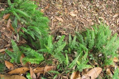 Cây dược liệu cây Ráng can xỉ lá dài - Asplenium prolongatum Hook