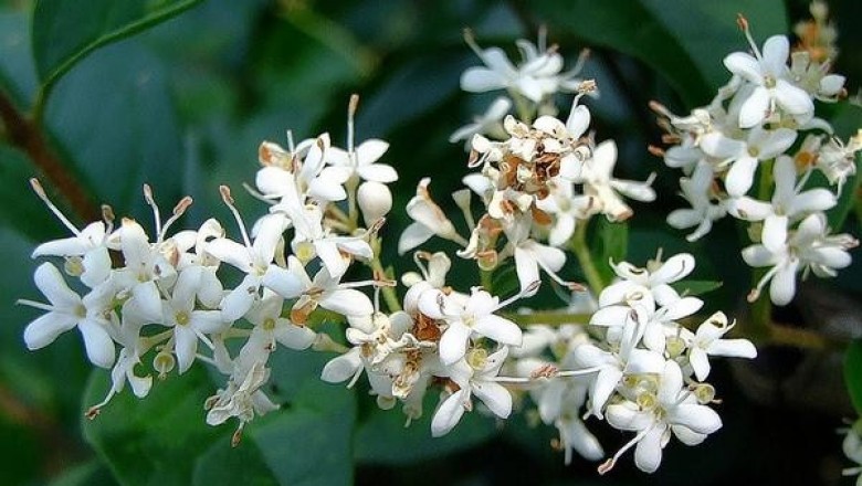 Cây dược liệu cây Râm Trung Quốc, Lệch Trung Quốc - Ligustrum sinense Lour