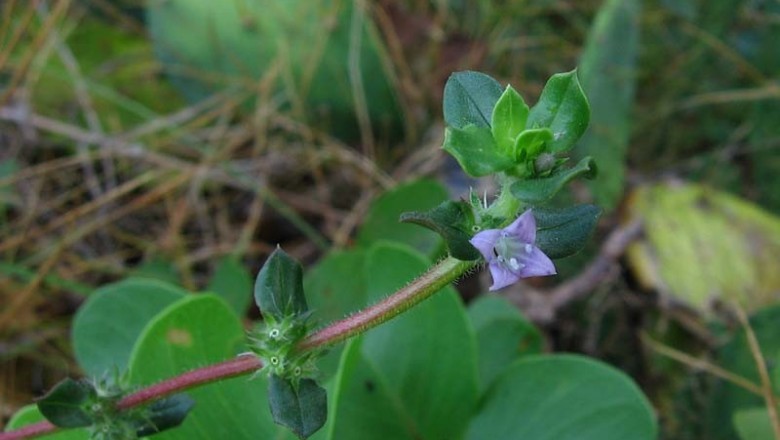 Cây dược liệu cây Ruột gà phún, Rau chiên lông - Borreria hispida (L.) K. Schum (Spermacoce hispida L.)