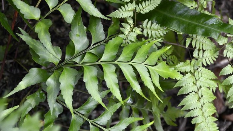 Cây dược liệu cây Ráng can xỉ hình phảng, Thiết giác lưỡi liềm - Asplenium falcatum Lam