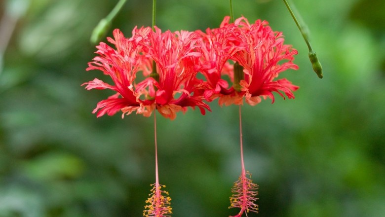 Cây dược liệu cây Râm bụt xẻ cánh, Bụp rìa, Bụp lồng đèn - Hibiscus schizopetalus (Mast.) Hook