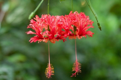 Cây dược liệu cây Râm bụt xẻ cánh, Bụp rìa, Bụp lồng đèn - Hibiscus schizopetalus (Mast.) Hook