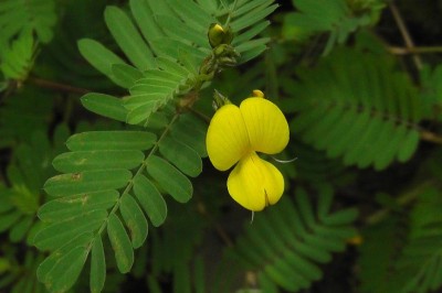 Cây dược liệu cây Rút roi, Đậu mít - Smithia sensitiva Ait