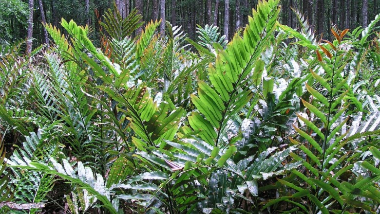 Cây dược liệu cây Ráng biển, Ráng dại - Acrostichum aureum L