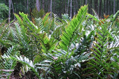 Cây dược liệu cây Ráng biển, Ráng dại - Acrostichum aureum L