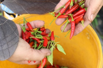 Malaysia tạm dừng nhập khẩu ớt Việt Nam