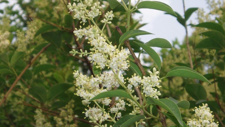 Cây dược liệu cây Râm, Giâm, Nữ trinh - Ligustrum indicum (Lour.) Merr