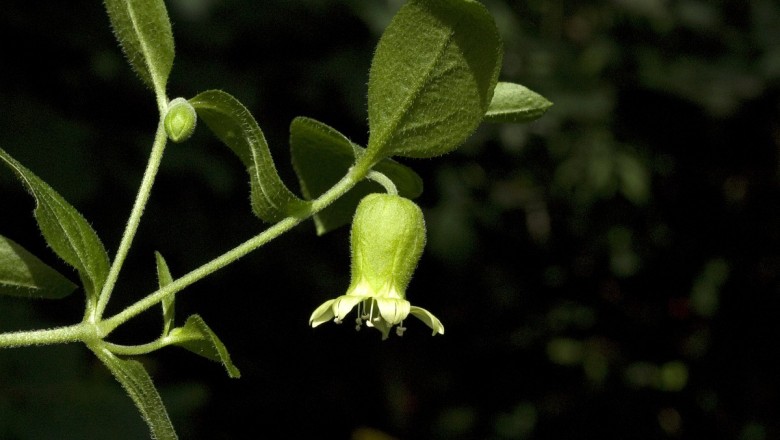 Cây dược liệu cây Rút gân, Trừu cân thảo, Cẩu cân man - Cucubalus baccifer L