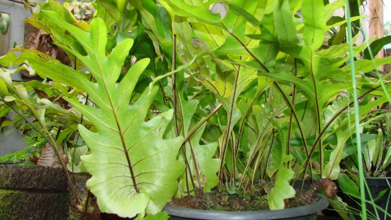 Cây dược liệu cây Ráng bay, Ráng đuôi phượng lá sồi. Cây chồn đèn. Cốt toái bổ lá sồi - Drynaria quercifolia (L) J. Sm