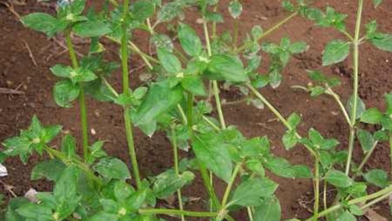 Cây dược liệu cây Ruột gà vung - Borreria laevis (Lam.) Griseb. (Spermacoce laevis Lam.)