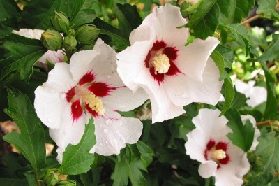 Cây dược liệu cây Râm bụt kép, Bụp hồng cận, Hồng cận biếc - Hibiscus syriacus L