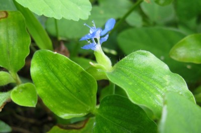 Cây dược liệu cây Thài lài lông, Ðầu riều, Trai ấn - Commelina benghalensis L