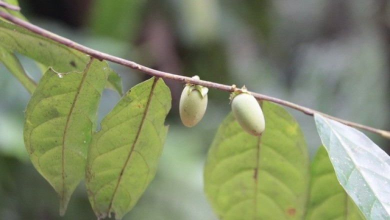 Cây dược liệu cây Săn đen - Diospyros venosa Wall. ex DC. (D. hermaphroditica (Zoll.) Bakh.)