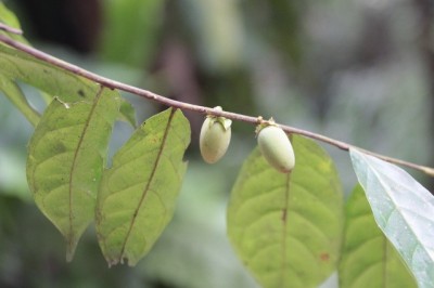 Cây dược liệu cây Săn đen - Diospyros venosa Wall. ex DC. (D. hermaphroditica (Zoll.) Bakh.)