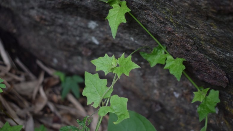 Cây dược liệu cây Sâm nam, Nam sâm Trung Quốc - Boerhavia chinensis (L.) Asch. et Schweinf. (B. repanda Willd.)