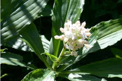 Cây dược liệu cây Thài lài lá kiếm, Bôn Hasskarl, Ðại kiếm diệp mộc - Polli hasskarlii Rolla Rao (P. aclisia Hassk.)