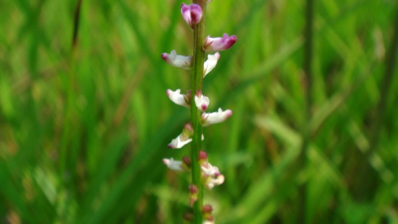 Cây dược liệu cây Sa môn rìa lông, Xỉ quả thảo lá có lông - Salomonia ciliata (L.) DC