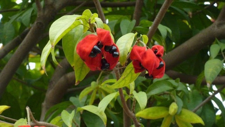 Cây dược liệu cây Sảng, Sang sé, Trôm thon - Sterculia lanceolata Cay