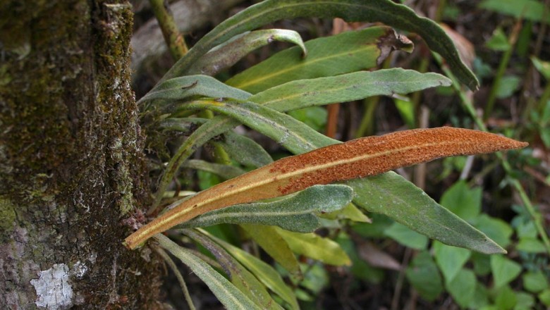 Cây dược liệu cây Thạch vi Bắc bộ, Cây lưỡi mèo Bắc, Cây tai chuột Bắc - Pyrrosia porosa (Presl.) Hovenkamp var. tonkinensis (Giesenh) Hovenkamp (P. tonkinensis Giesenh., Cyclophorus tonkinensis Christ.)