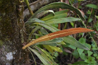 Cây dược liệu cây Thạch vi Bắc bộ, Cây lưỡi mèo Bắc, Cây tai chuột Bắc - Pyrrosia porosa (Presl.) Hovenkamp var. tonkinensis (Giesenh) Hovenkamp (P. tonkinensis Giesenh., Cyclophorus tonkinensis Christ.)