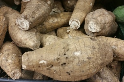 Cây dược liệu cây Sắn dây rừng, Sắn dây dại - Pueraria montana (Lour.) Merr