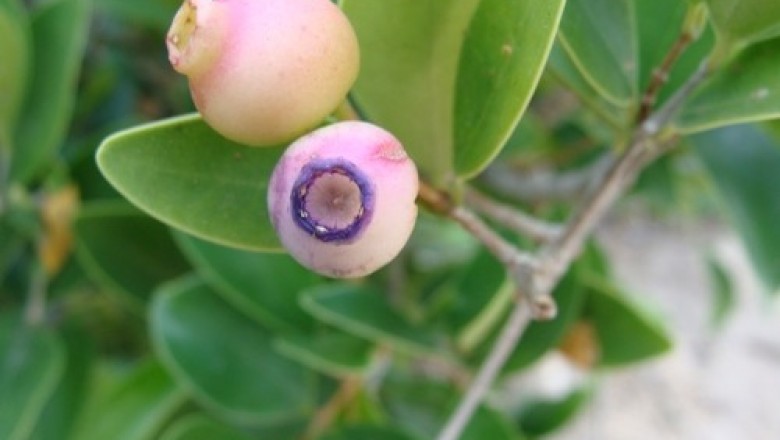 Cây dược liệu cây Sầm núi - Memecylon scutellatum (Lour.) Nand (Scututa scutellata Lour.)