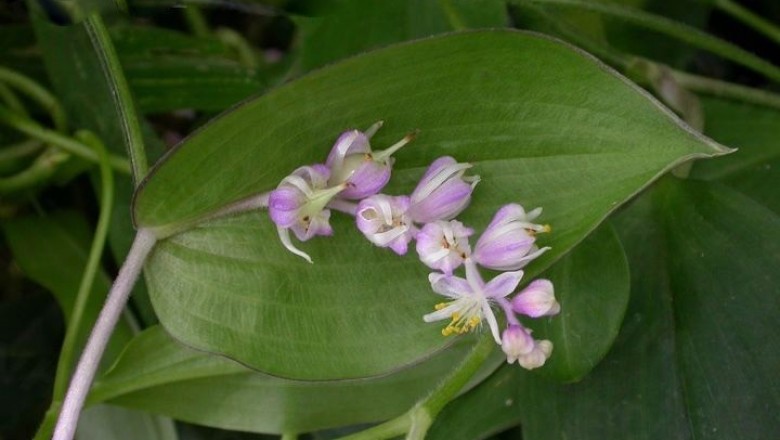 Cây dược liệu cây Thài lài san hô, Cỏ cát dương lá trúc - Spatholirion longifolium (Gagnep.) Dunn