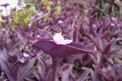 Cây dược liệu cây Thài lài tím, Trai đỏ, Trai Thái Lan - Tradescantia pallida (Rose) Hunt (Setcreasea purpurea Boom.)