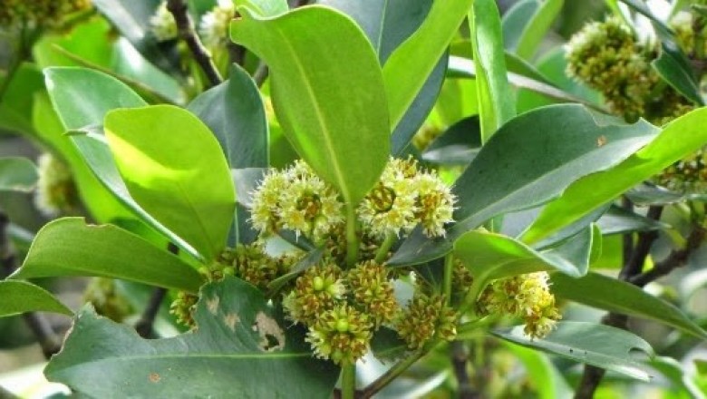 Cây dược liệu cây Săng mã, Chăng mã - Carallia brachiata (Lour.) Merr