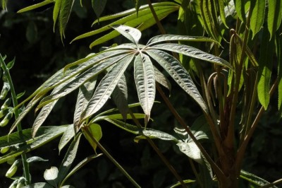 Cây dược liệu cây Than, Mô, La tán chân vịt - Brassaiopsis glomerulata (Blume) Regel