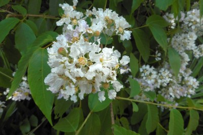 Cây dược liệu cây Săng lẻ, Bằng lăng lông - Lagerstroemia tomentosa Presl
