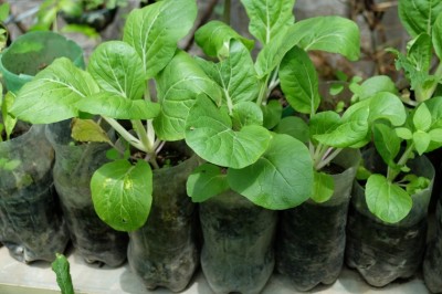 Cây dược liệu cây Cải thìa, Cải bẹ trắng, Cải trắng - Brassica chinensis L