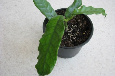 Cây dược liệu cây Cẩm cù lông, Tú cù - Hoya villosa Cost