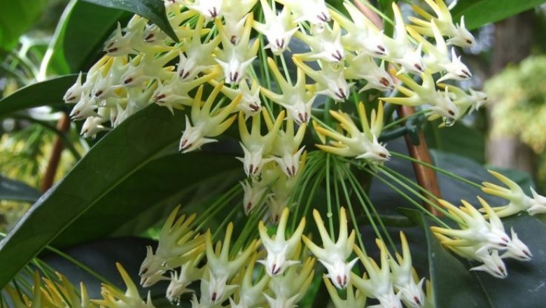 Cây dược liệu cây Cẩm cù nhiều hoa - Hoya multiflora Blume