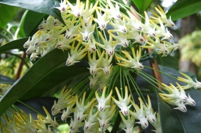 Cây dược liệu cây Cẩm cù nhiều hoa - Hoya multiflora Blume