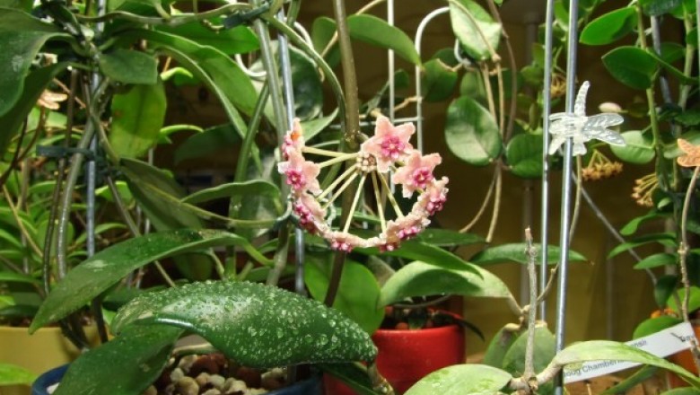 Cây dược liệu cây Cẩm cù khác lá, Hoa sao khác lá - Hoya diversifolia Blume