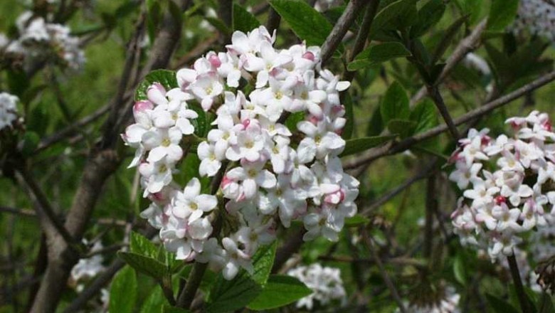 Cây dược liệu cây Cậm cò, Giáng cua - Viburnum colebrookianum Wall