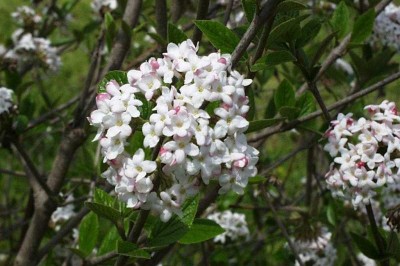 Cây dược liệu cây Cậm cò, Giáng cua - Viburnum colebrookianum Wall