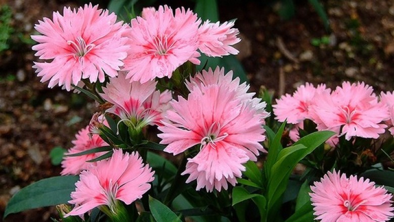 Cây dược liệu cây Cẩm chướng gấm, Cẩm chướng tàu - Dianthus chinensis L