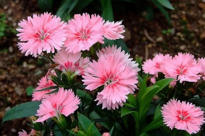 Cây dược liệu cây Cẩm chướng gấm, Cẩm chướng tàu - Dianthus chinensis L