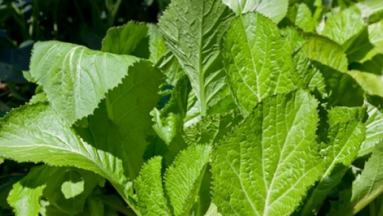 Cây dược liệu cây Cải xanh, Cải bẹ xanh, Cải canh, Cải cay - Brassica juncea (L.) Czern. et Coss