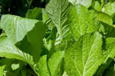 Cây dược liệu cây Cải xanh, Cải bẹ xanh, Cải canh, Cải cay - Brassica juncea (L.) Czern. et Coss