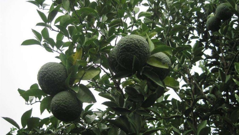 Cây dược liệu cây Cam chua, Cam đắng - Citrus aurantium L