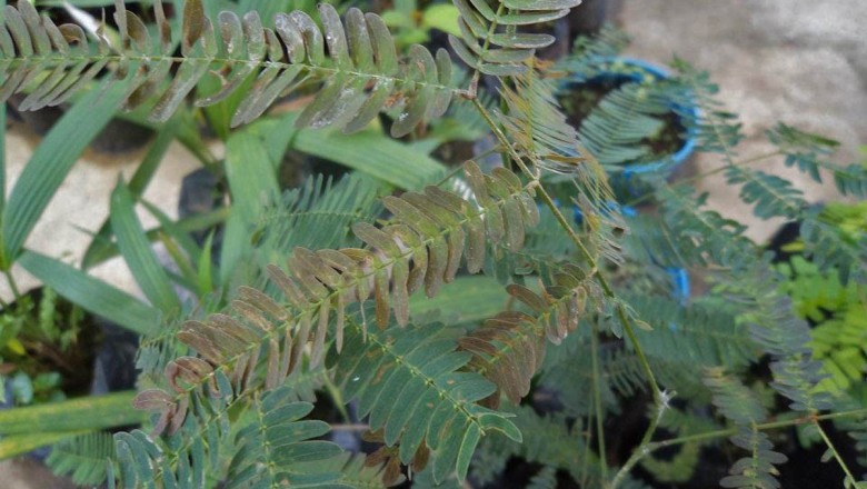 Cây dược liệu cây Cám trắng, Muồng trúc - Albizia lebbekoides (DC.) Benth