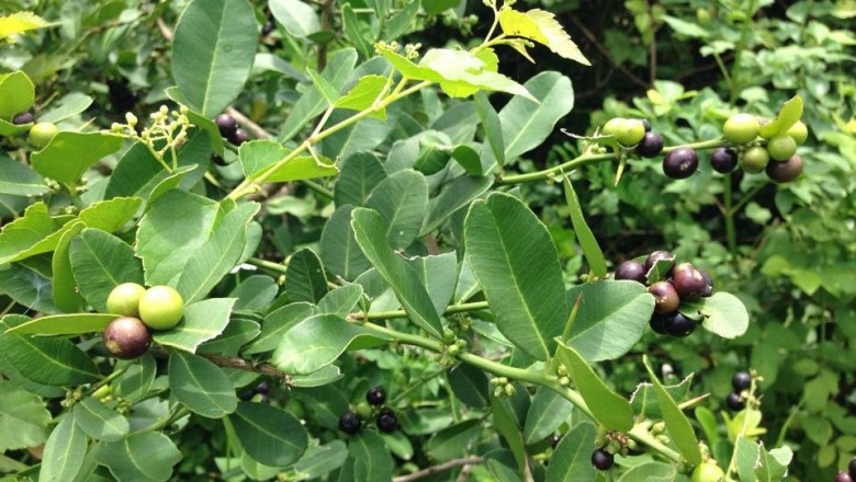 Cây dược liệu cây Cam rừng, Tiểu quật một lá - Atalantia monophylla (DC.), Correa