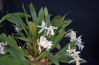 Cây dược liệu cây Thanh đạm ngù, Hoàng lạc chấm, Tản phòng bối mẫu lan - Coelogyne punctulata Lindl. (C. corymbosa Lindl.)