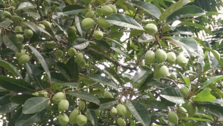 Cây dược liệu cây Cà na, Côm háo ẩm - Elaeocarpus hygrophilus Kurz (E. madopetalus Pierre)